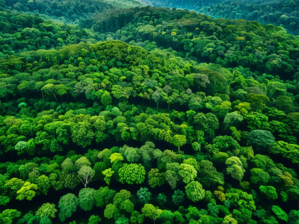 Vista aérea de exuberante selva tropical con río serpenteante